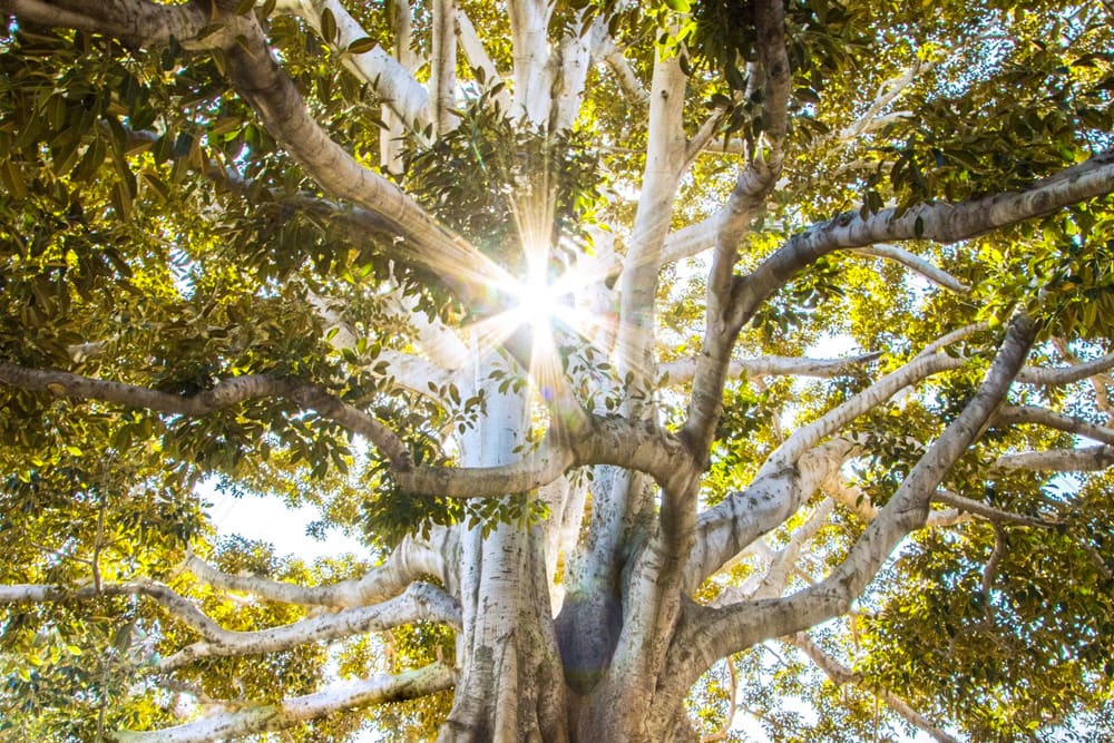 Træ hvor solen stråler i gennem