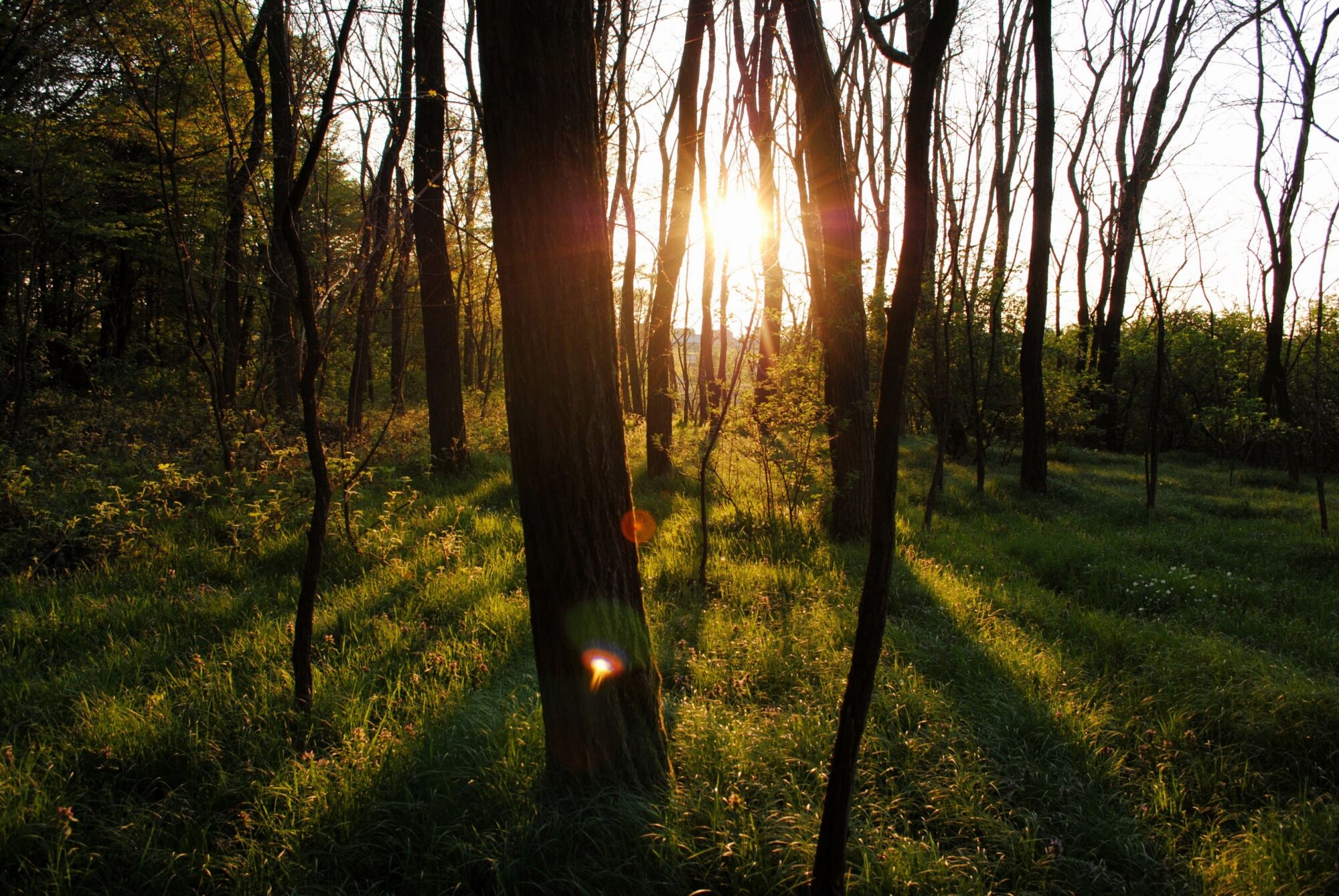Solen der skinner igennem en lysegrøn skov