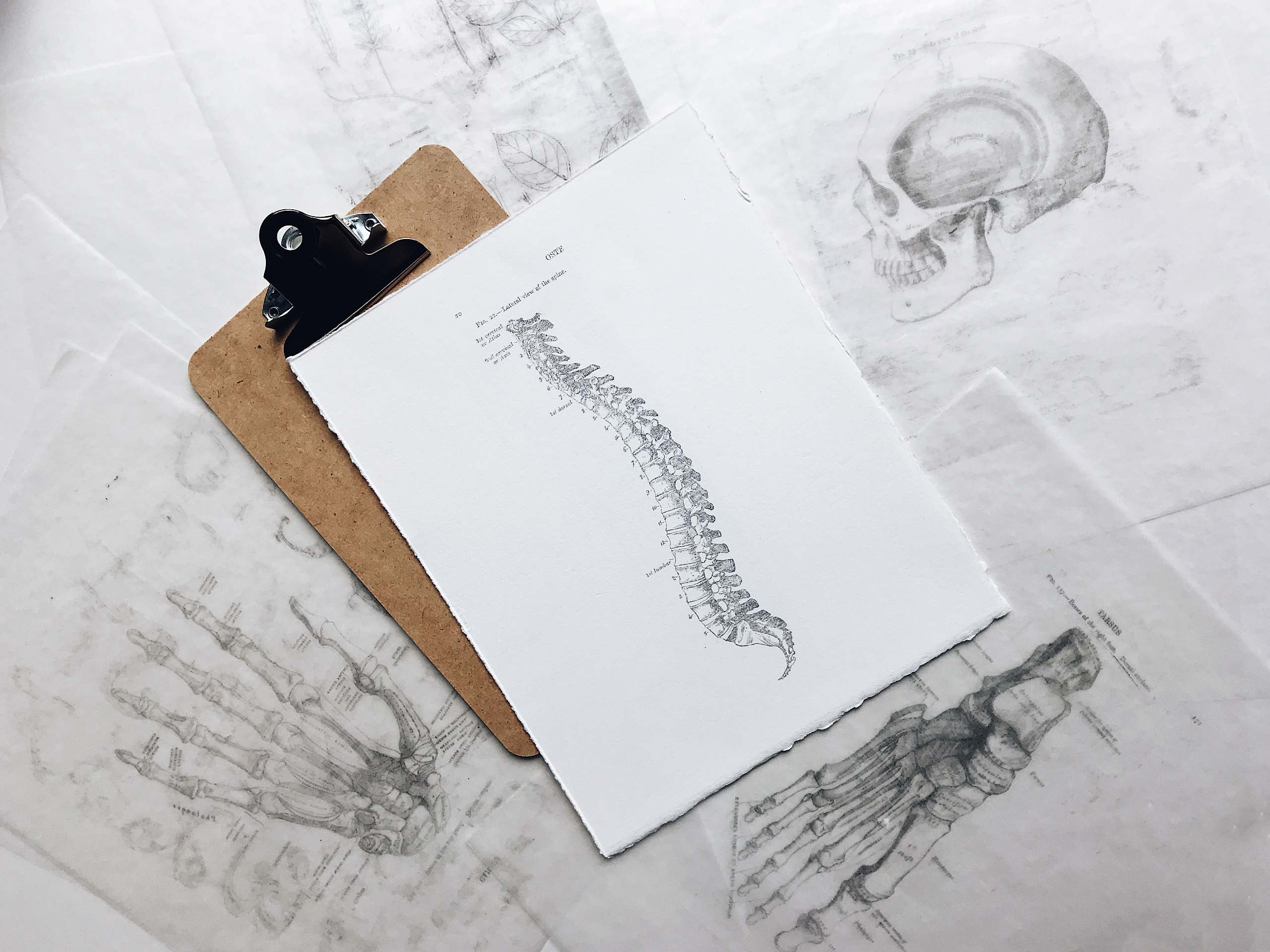 Tegninger på bord af anatomisk rygrad